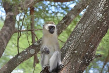 photo Combin Tanzanie/Zanzibar - Mini-safari & Douceur d'une le Tanzanie