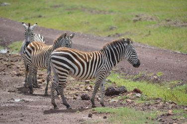 photo Combin Tanzanie/Zanzibar - Mini-safari & Douceur d'une le Tanzanie