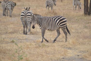 photo Combin Tanzanie/Zanzibar - Mini-safari & Douceur d'une le Tanzanie