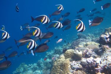 photo Kudafushi Resort & Spa Maldives