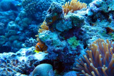 photo Kudafushi Resort & Spa Maldives