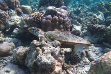 photo Kudafushi Resort & Spa Maldives