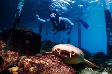 photo Joy Island Maldives