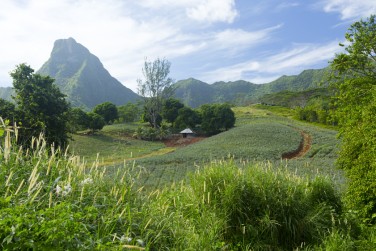 La sublime Moorea, entre sommets montagneux et champs d'ananas