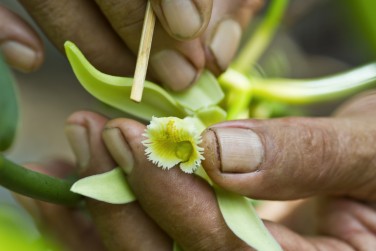 La culture de la vanille, tradition qui cache bien des secrets