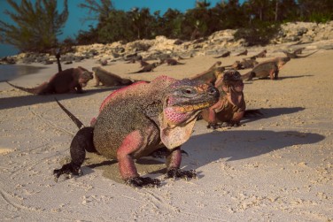 photo Grand Isle Resort & Residence Bahamas