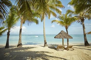 Parfait pour se reposer  l'ombre des palmiers