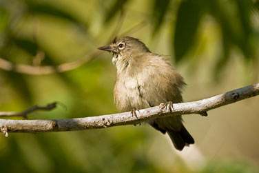 Vous tes  North Island.