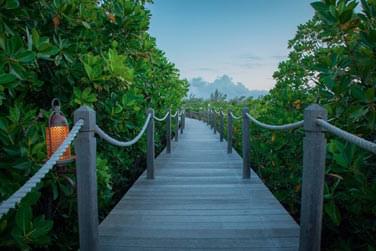 Au coeur de jardins tropicaux avec des plantes rares et luxuriantes