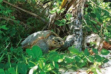 photo Constance Lemuria Seychelles Seychelles