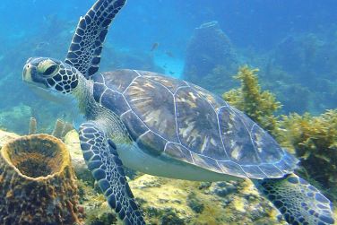 photo Le Panoramic Martinique