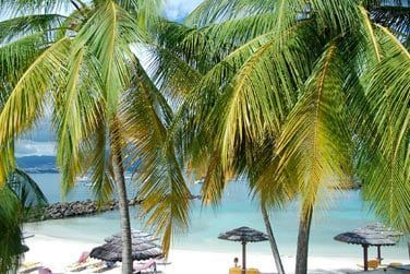 La plage amnage est borde de palmiers