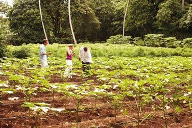 Vous pourrez galement visiter les plantations de Fregate Island