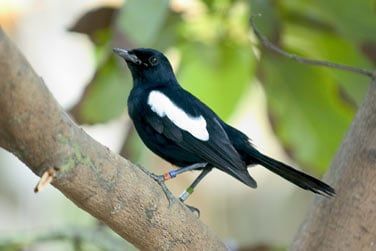 L'le abrite galement de nombreuses espces d'oiseaux