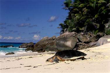 Dcouvrez une faune et flore endmiques d'exception