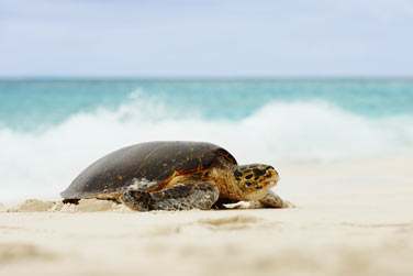 Fregate Island Private est le paradis des tortues !