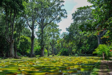 Partez � la d�couverte du Jardin Pamplemousses