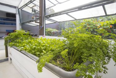 photo Combin Rodrigues / Maurice charme crole Rodrigues