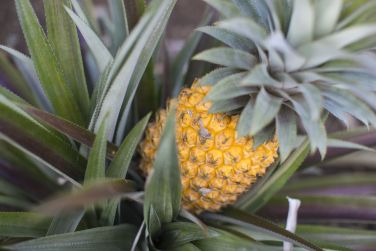 photo Combin Rodrigues / Maurice charme crole Rodrigues