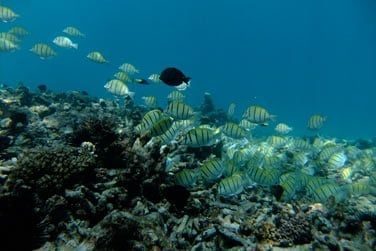 Les fonds marins sont trs riches