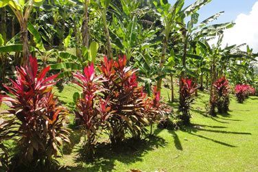 Le muse de la banane en Martinique est idal pour se balader dans un dcor luxuriant