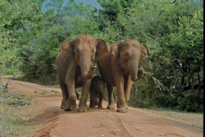 Le Sri Lanka en famille