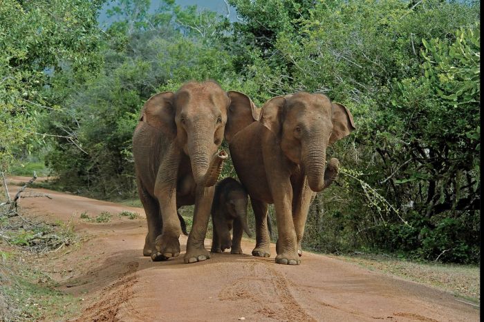 photo le sri lanka en famille