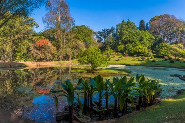 Le c�l�bre jardin de Peradeniya, v�ritable paradis botanique