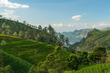 Nuwara Eliya s�duit par son climat doux et ses jardins verdoyants