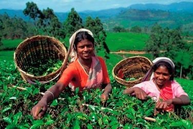 Au coeur des plantations, vous rencontrerez de nombreuses femmes qui font la cueillette des feuilles de th