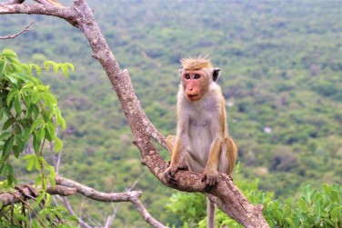 photo Circuit Nature & D�couverte - 9 nuits Sri Lanka
