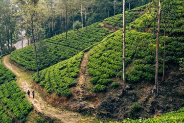 photo Circuit Nature & D�couverte - 9 nuits Sri Lanka