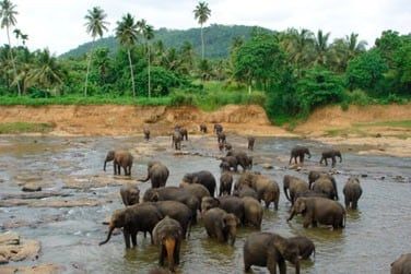 Nous vous conseillons d'opter pour un safari dans une rserve