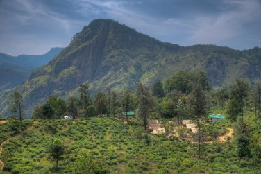 Les paysages de la r�gion d'Ella, entre montagnes et plantations de th�