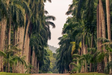 Le jardin botanique de Peradeniya