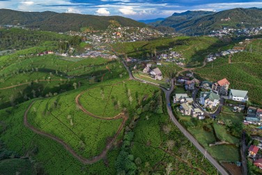 Vue sur les plantations de th� de la r�gion de Nuwara Eliya
