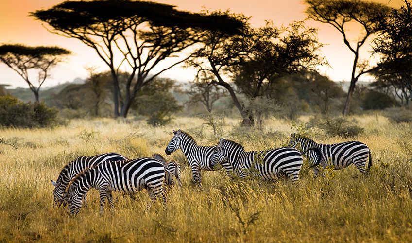 zèbres dans le parc du Serengeti en Tanzanie