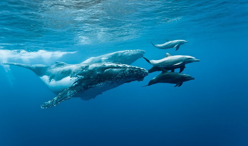 baleines et dauphins à la Réunion