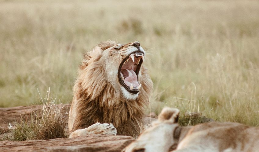 Lion dans le parc Kruger en Afrique du Sud