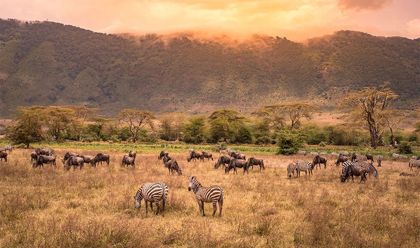 animaux dans le cratère du Ngorongoro en Tanzanie