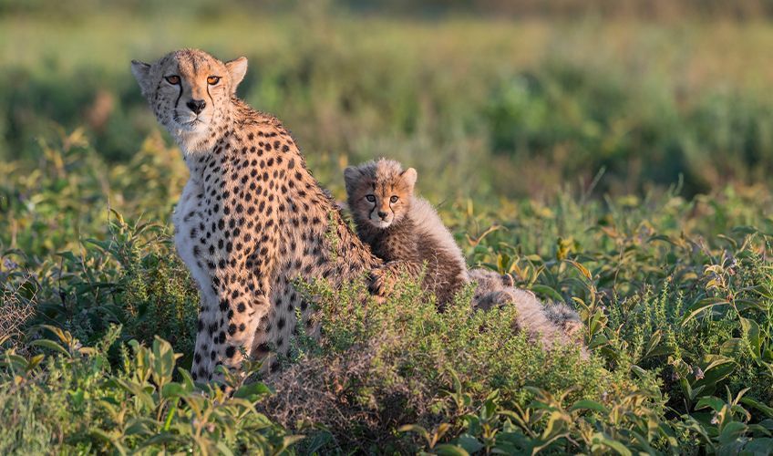 parc de Selous en Tanzanie