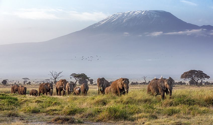 vue sur le parc d'Amboseli au Kenya