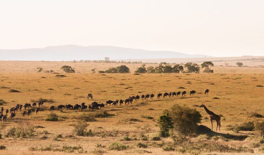 vue sur la migration des gnous dans le parc Masai Mara en Tanzanie