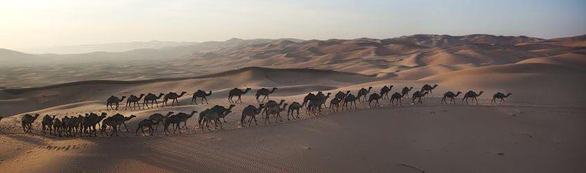 Top 5 des activités du désert d'Abu Dhabi