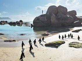 A la rencontre des Big Five de l'océan en Afrique du Sud