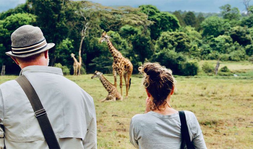 safari  pied devant des girafes