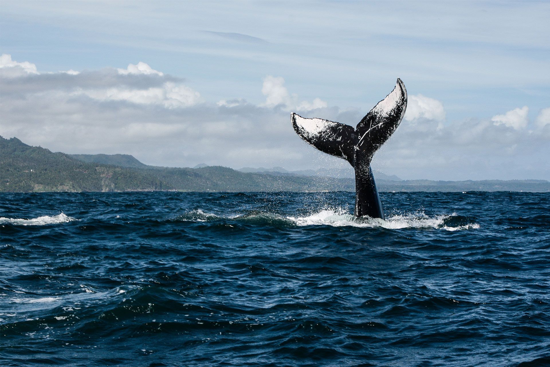 Quels animaux observer en R�publique Dominicaine ?