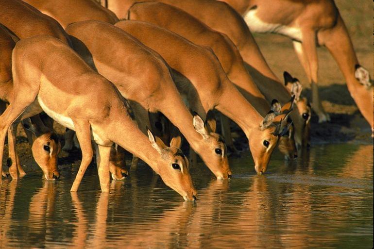 antilopes parc national elephants addo afrique du sud