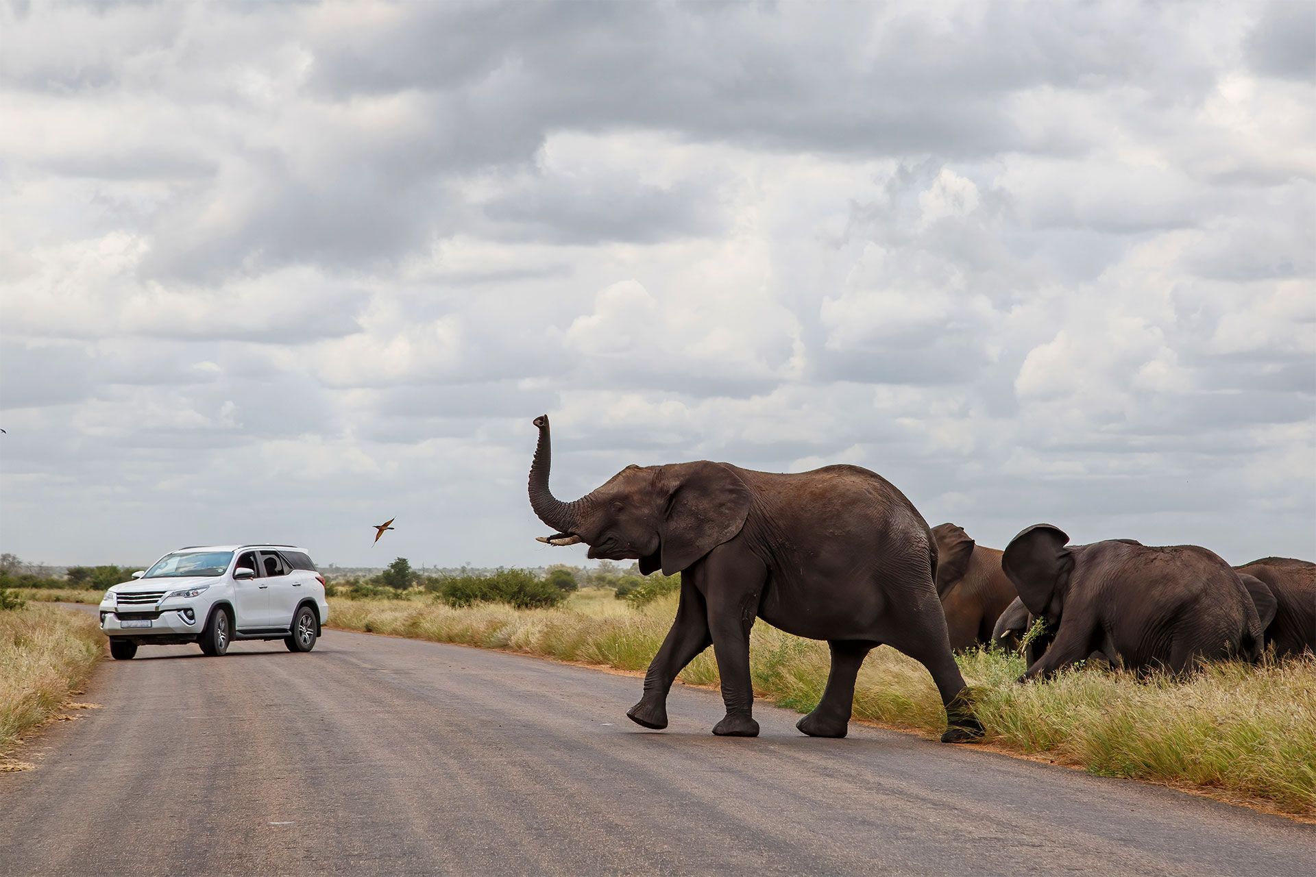 Autotour en libert� dans le parc Kruger, une exp�rience incroyable