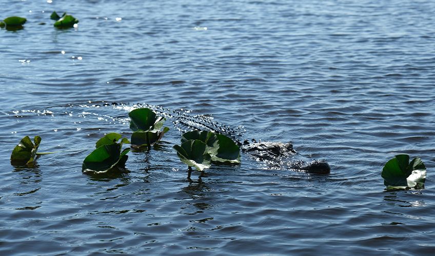 alligator dans les Everglades en Floride